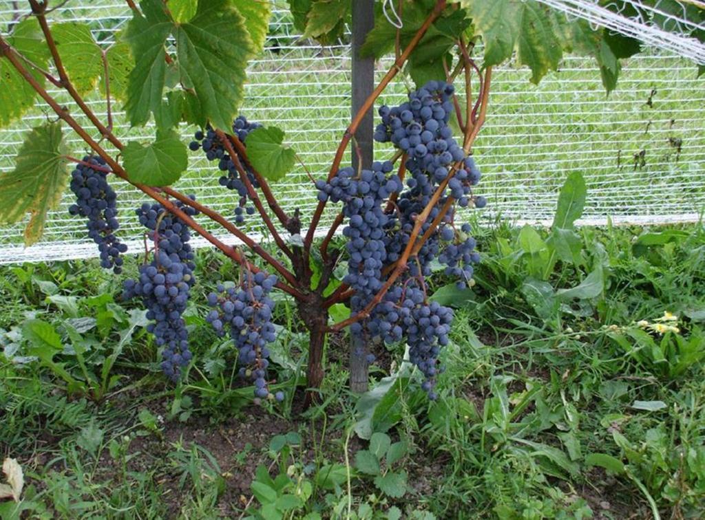 Cote St-Hermas Gite Au Vignoble Mirabel Dış mekan fotoğraf